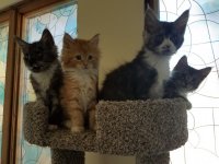 kittens5.jpg