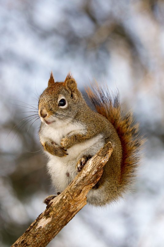 american-red-squirrel.jpg