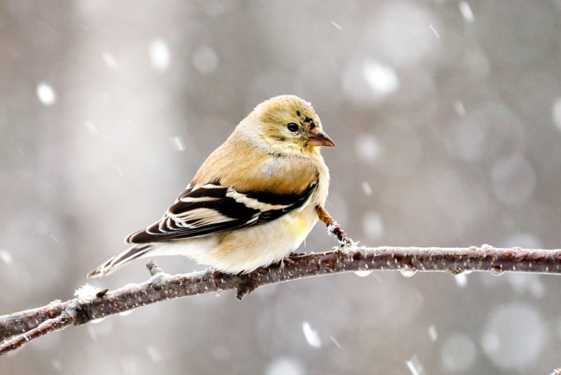 american-goldfinch-spring-snow.jpg