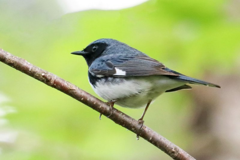 black-throated-blue-warbler-summer.jpg