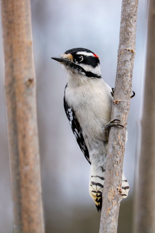 downy-woodpecker.jpg