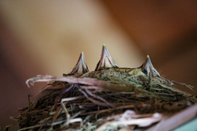 american-robins-nest.jpg
