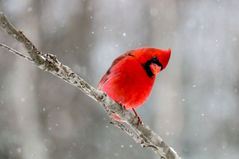 northern-cardinal.jpg