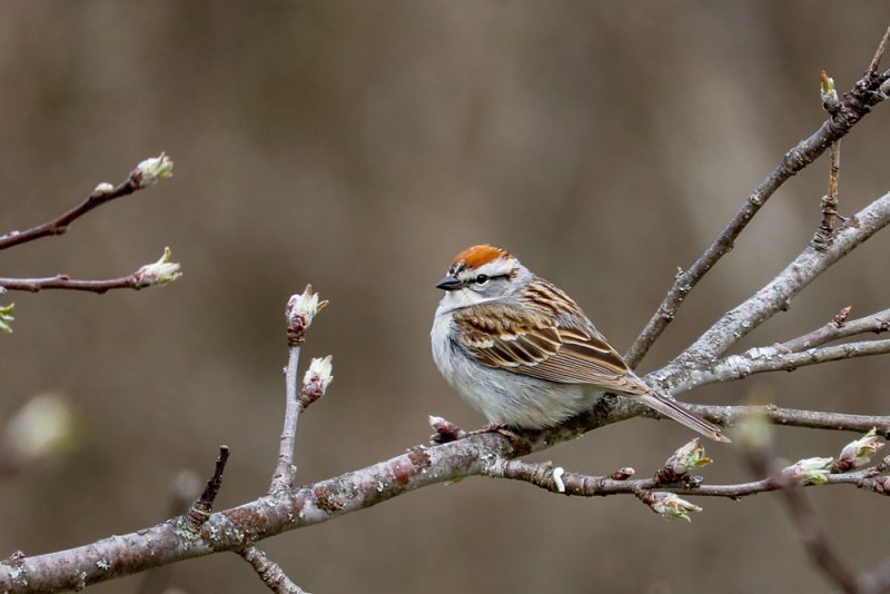 chipping-sparrow.jpg