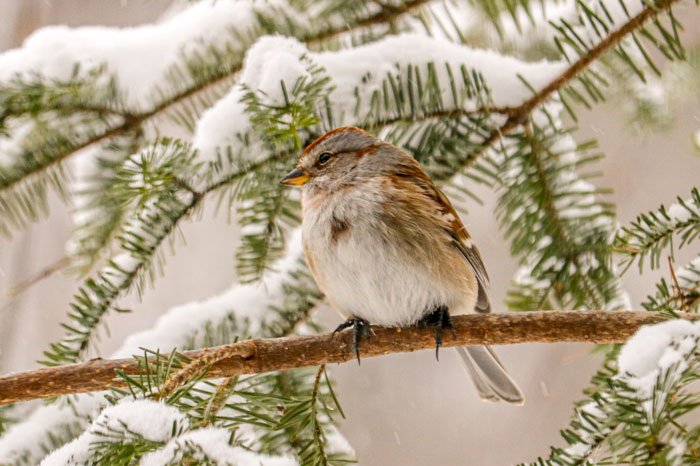 american-tree-sparrow.jpg