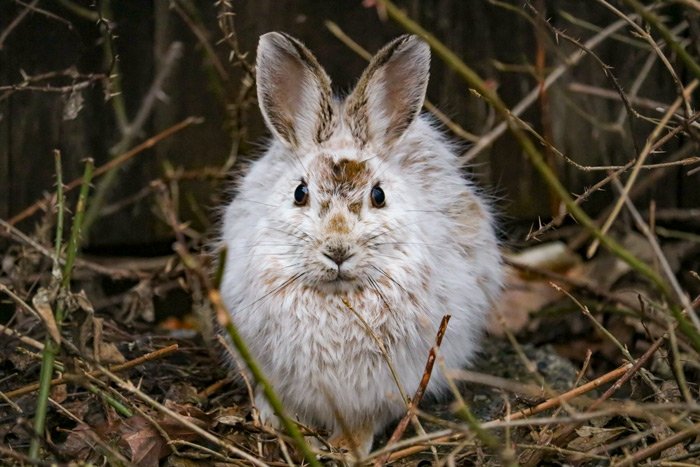 snowshoe-hare.jpg