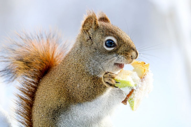 squirrel-apple.jpg