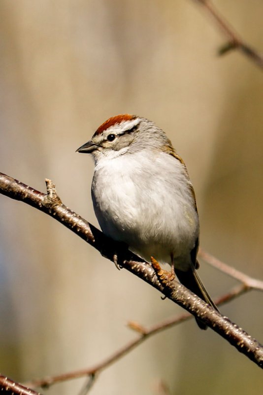 sparrow-vertical.jpg