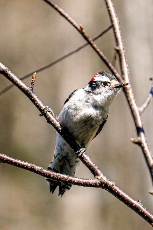 downy-woodpecker-male.jpg