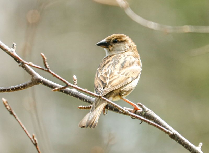 house-sparrow.jpg