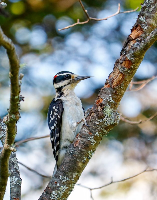 juv-woodpecker.jpg