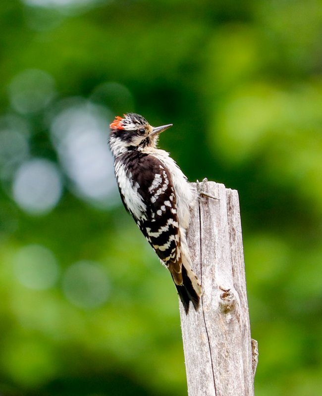male-woodpecker.jpg