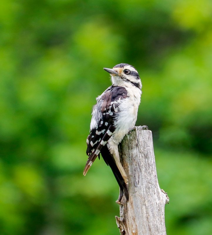 hairy-woodpecker.jpg