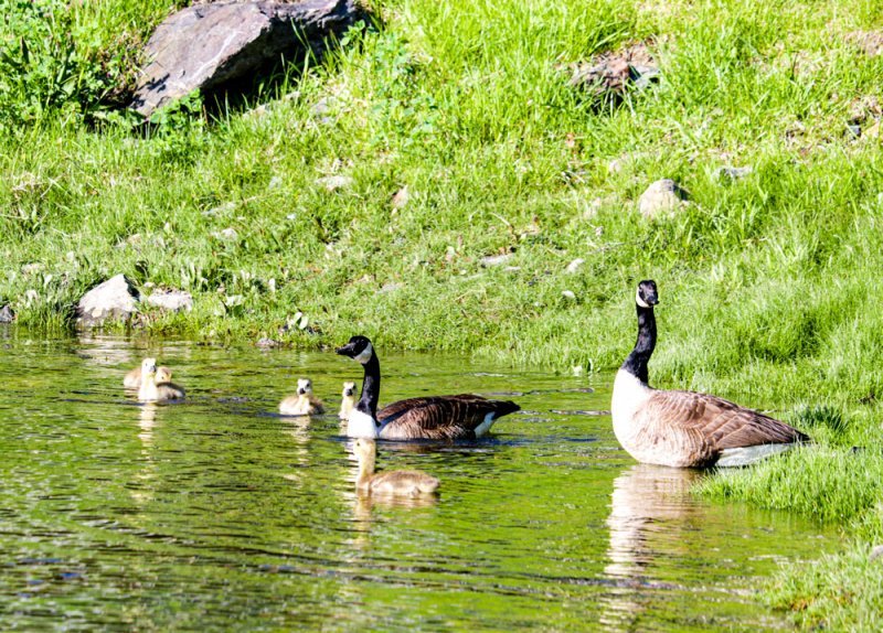 geese-family.jpg