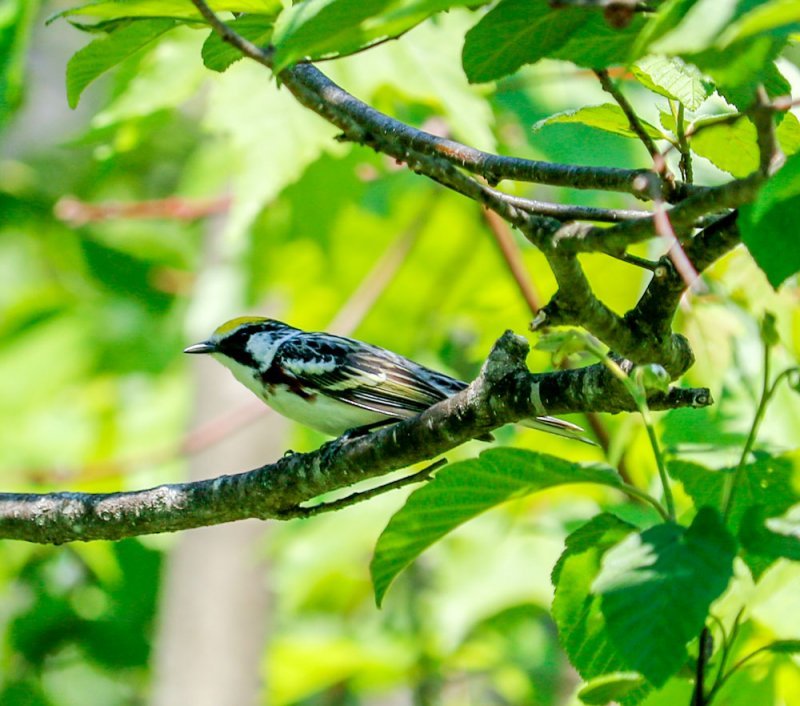 chestnut-sided-warbler.jpg