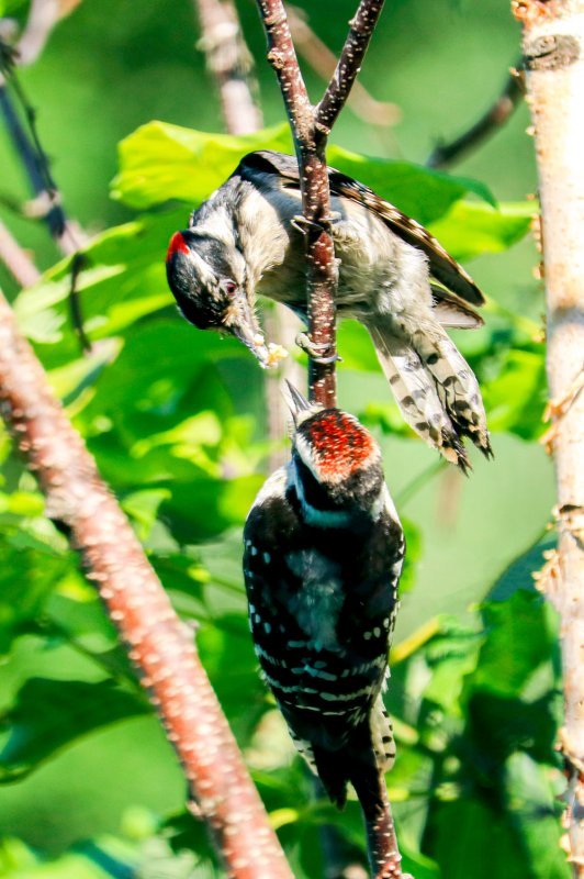 downy-woodpeckers.jpg