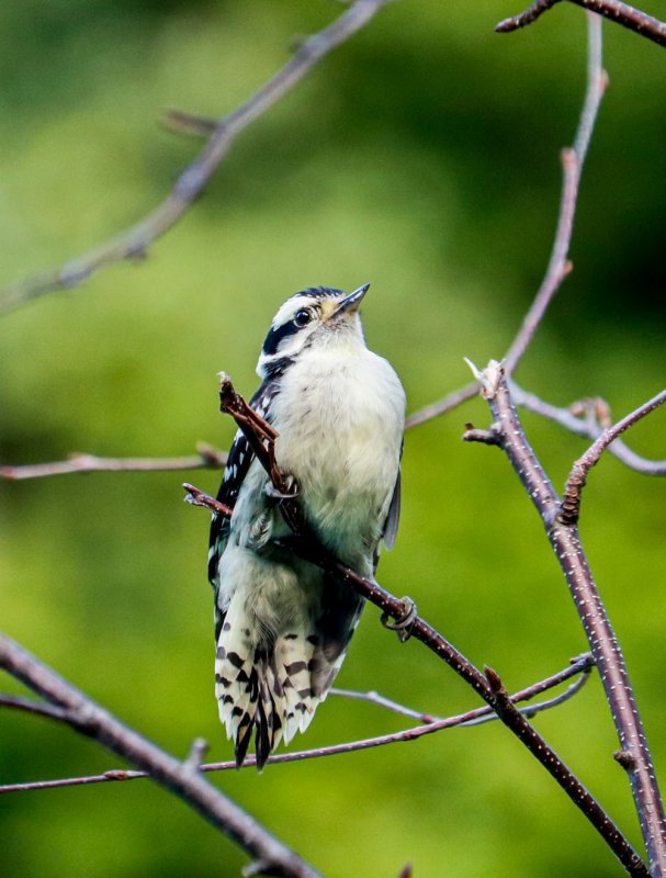 young-downy-woodpecker.jpg