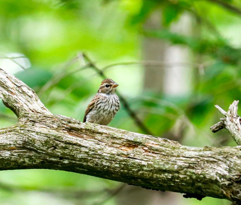 immature-chipping-sparrow.jpg