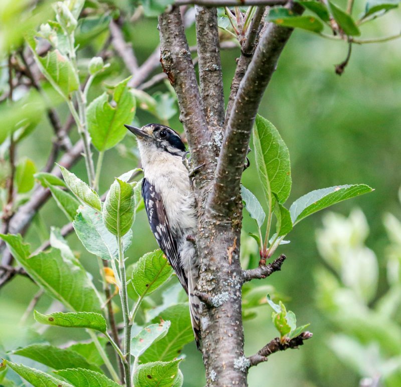 woodpecker-apple-tree.jpg