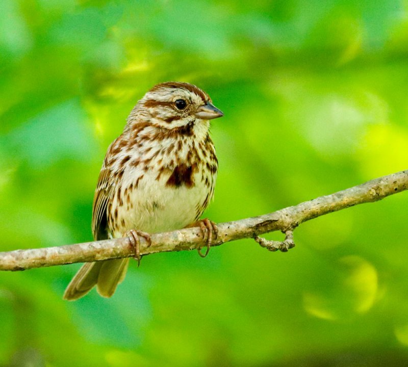 song-sparrow.jpg