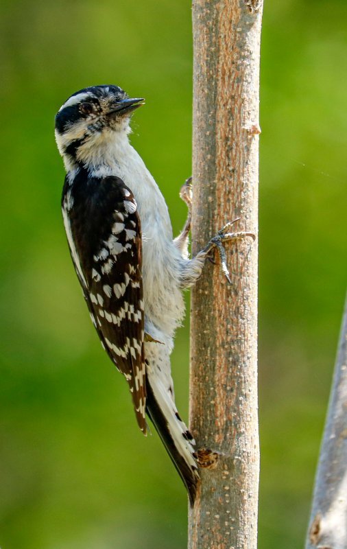 downy-woodpecker-perching.jpg
