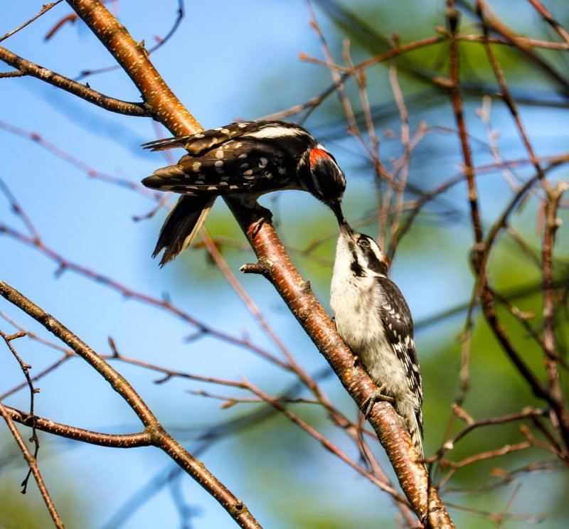 downy-woodpecker-feeding.jpg