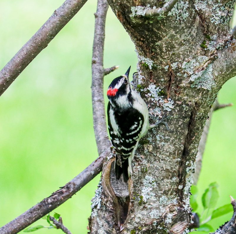male-downy-woodpecker.jpg