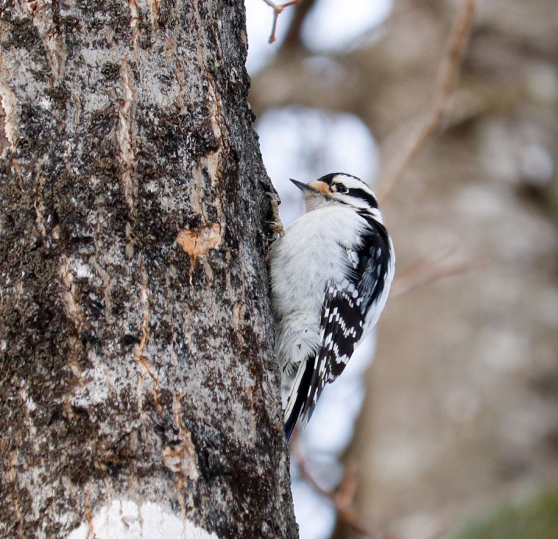 downy-woodpecker-tree.jpg