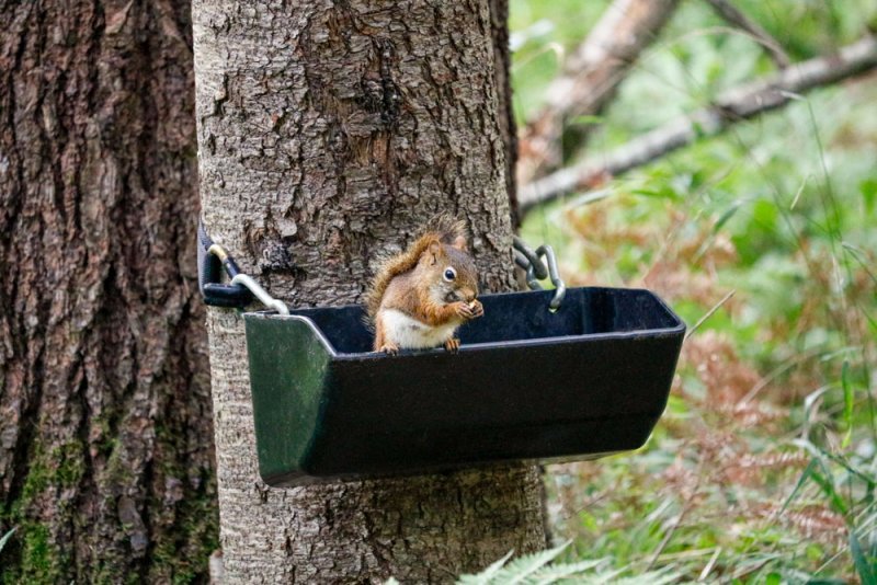 red-squirrel-feeder.jpg