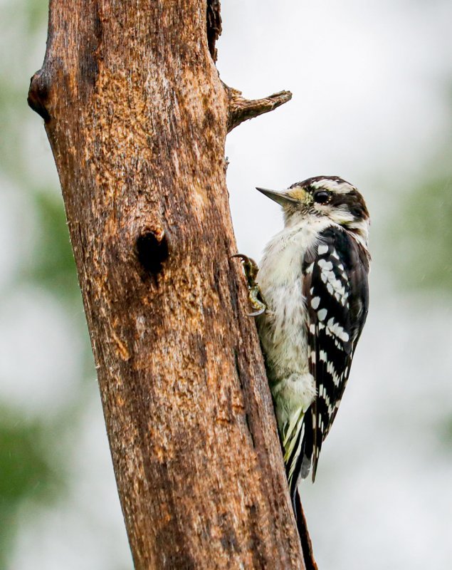 perching-downy-woodpecker.jpg