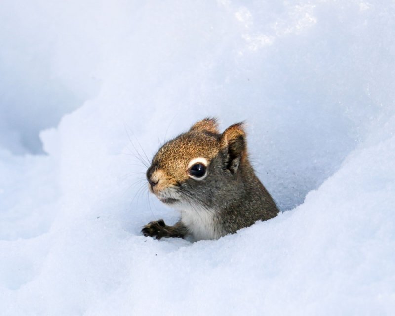 snow-squirrel.jpg