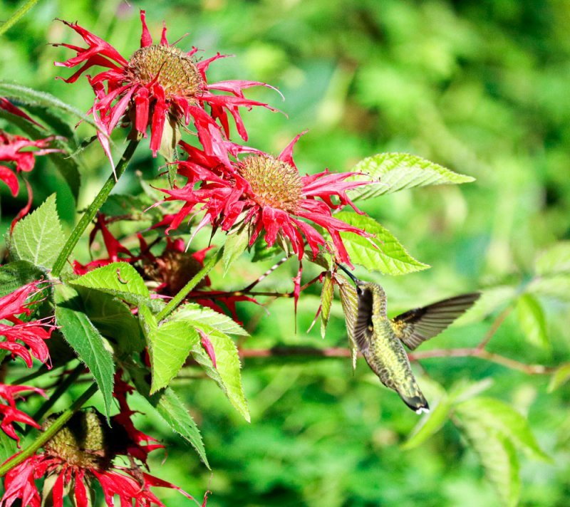 late-summer-hummingbird.jpg