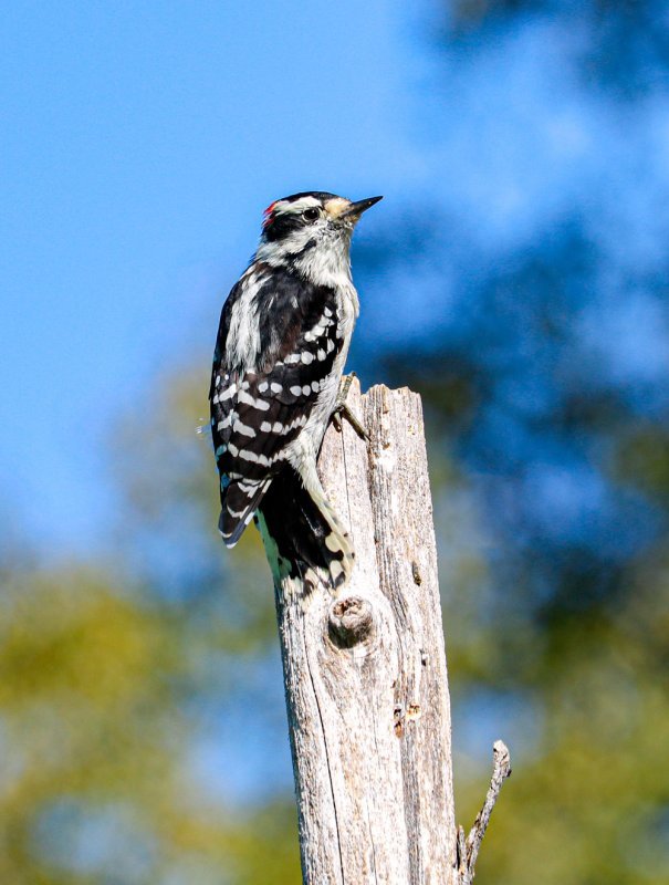 hairy-woodpecker.jpg