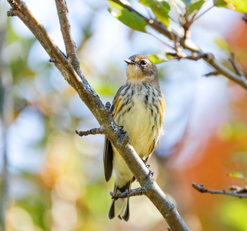yellow-rumped-warbler.jpg