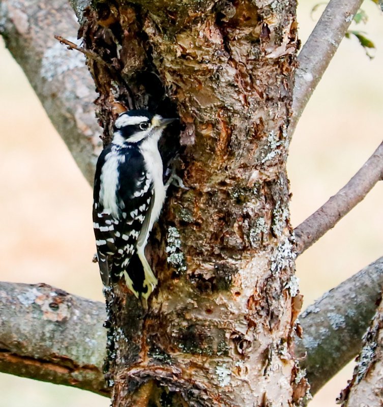 downy-woodpecker-apple-tree.jpg