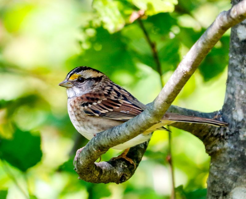 white-throated-sparrow.jpg