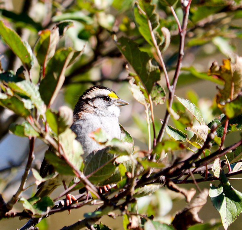 white-throated-sparrow-apple-tree.jpg