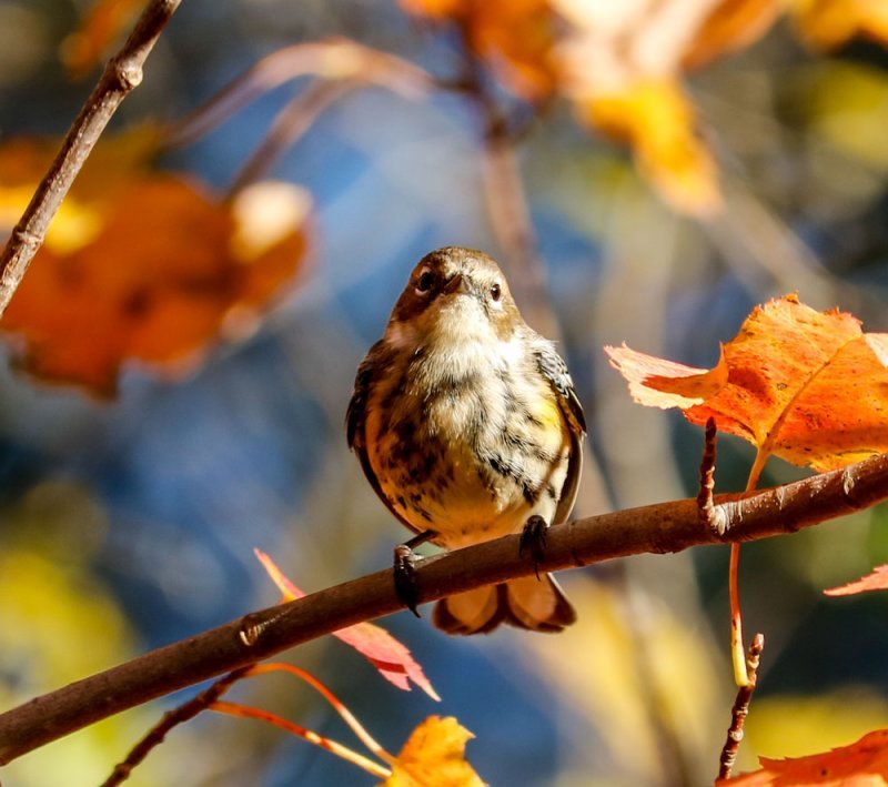 warbler-leaves.jpg