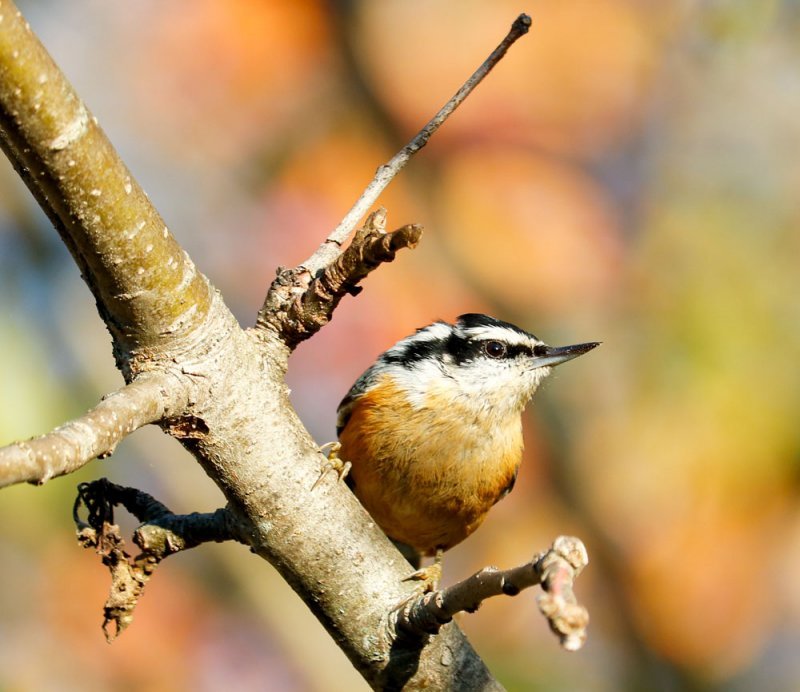 red-breasted-nuthatch.jpg
