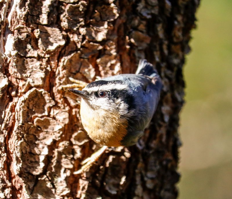 red-breasted-nuthatch-pine.jpg