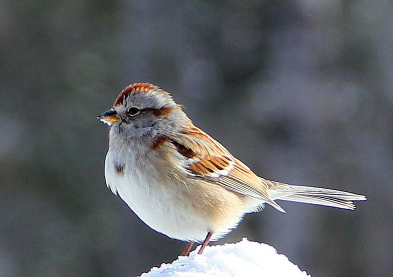 american-tree-sparrow-snow-pile.jpg