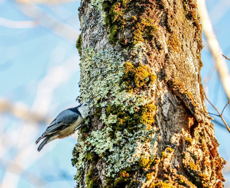 white-breasted-nuthatch-seed.jpg