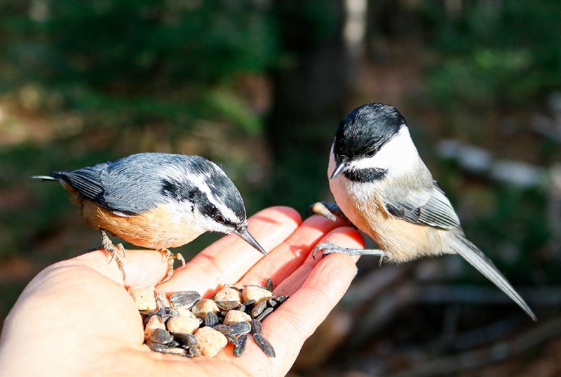 hand-feeding-birds.jpg