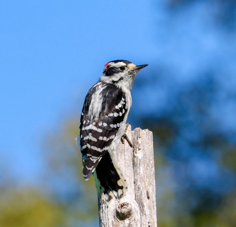 male-downy-woodpecker.jpg