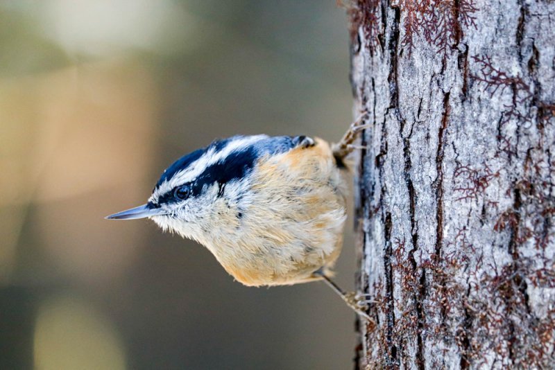 red-breasted-nuthatch-tree.jpg