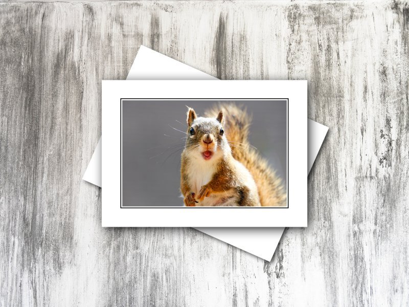 squirrel-greeting-card.jpg