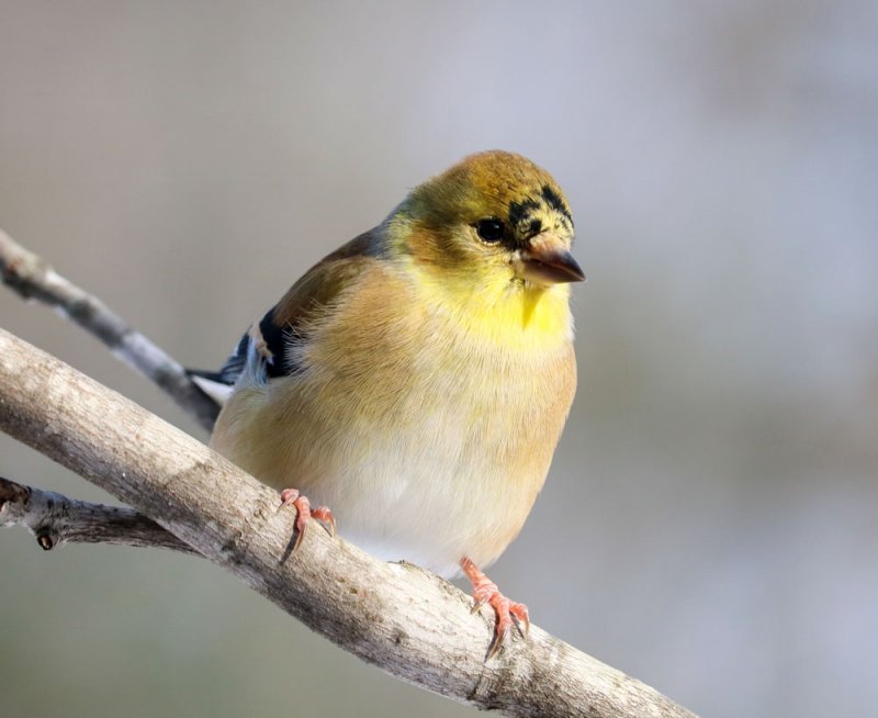 american-goldfinch.jpg