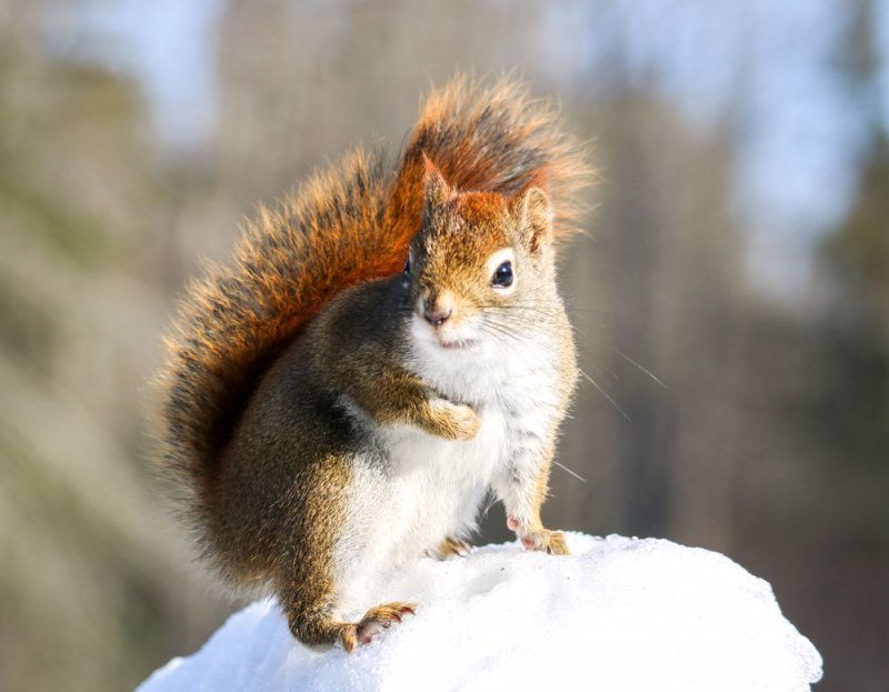 red-squirrel-snow.jpg