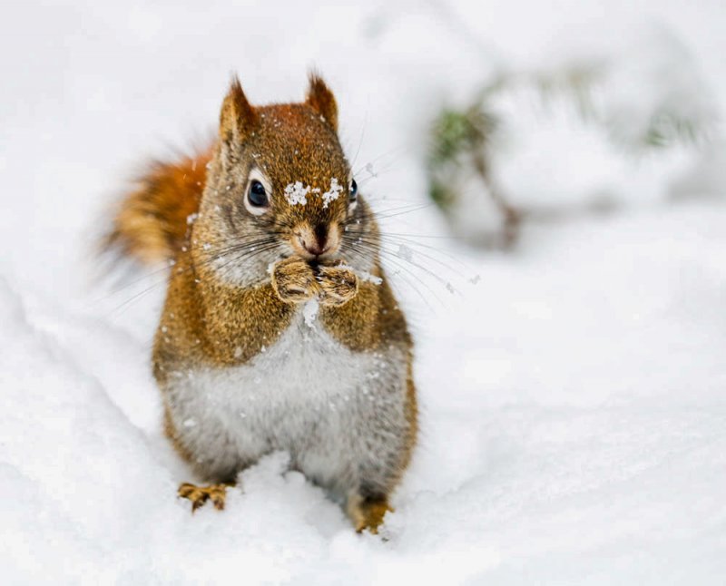 squirrel-snow.jpg