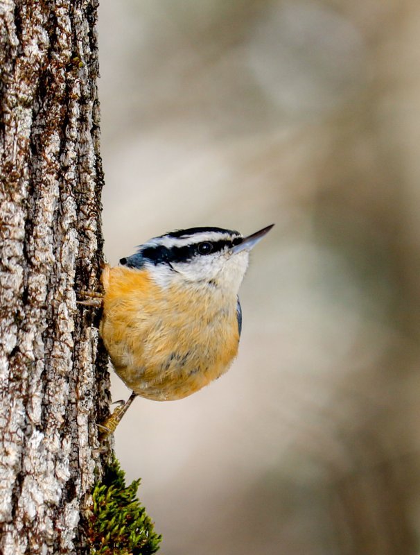 red-breasted-nuthatch-tree.jpg